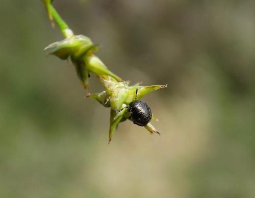 Eurygaster testudinaria