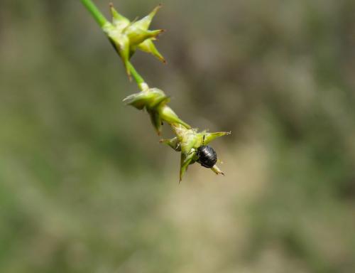 Eurygaster testudinaria