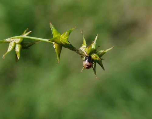 Réf. 280 413 : Eurygaster testudinaria