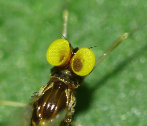 Baetis fuscatus