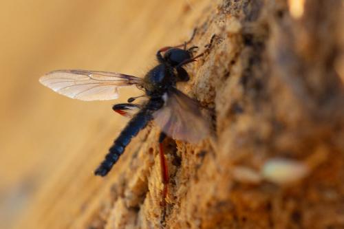 Réf. 280 944 : Bibio lanigerus