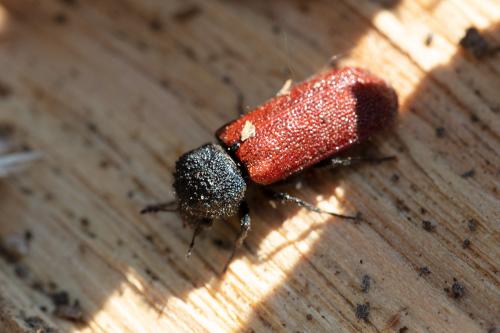 Bostrichus capucinus