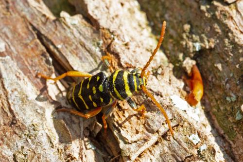 Plagionotus arcuatus