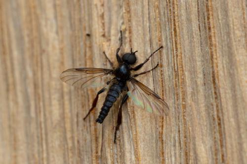 Réf. 280 886 : Bibio sp.