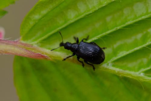 Deporaus betulae