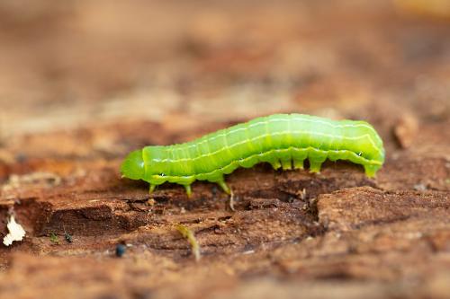 Réf. 280 890 : Asteroscopus sphinx