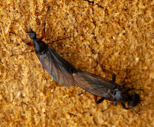 Réf. 280 954 : Bibio lanigerus