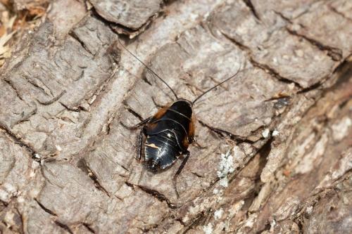 Ectobius sylvestris