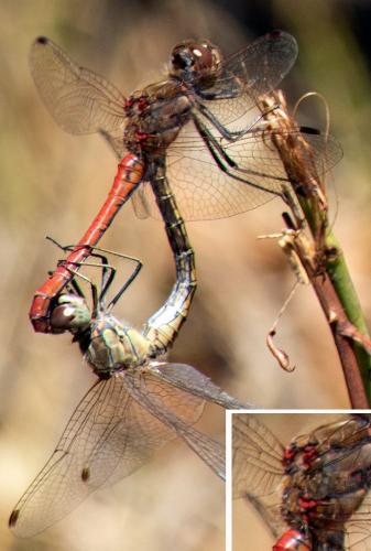 Réf. 280 038 : Sympetrum vulgatum