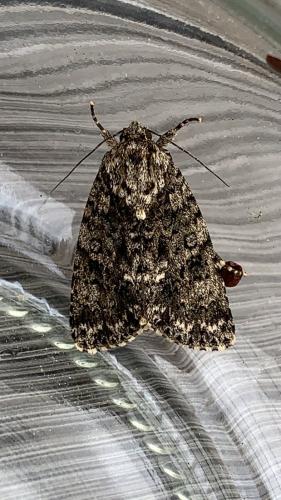 Acronicta rumicis