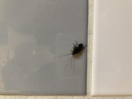 Ectobius sp.