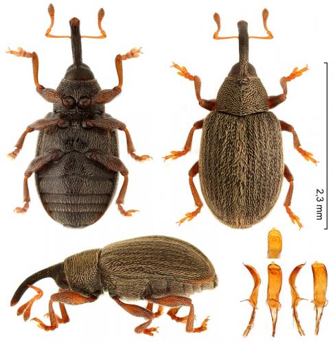 Réf. 280 317 : Acalyptus carpini