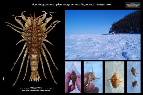 Acanthogammarus lappaceus