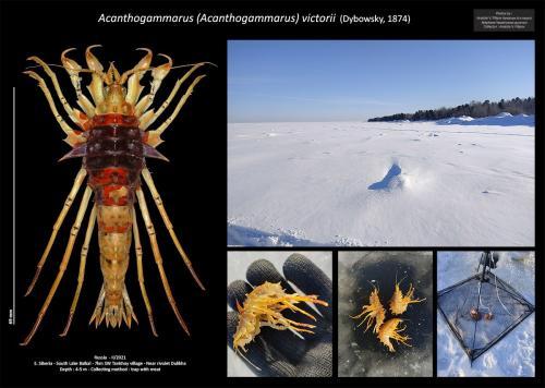 Acanthogammarus victorii