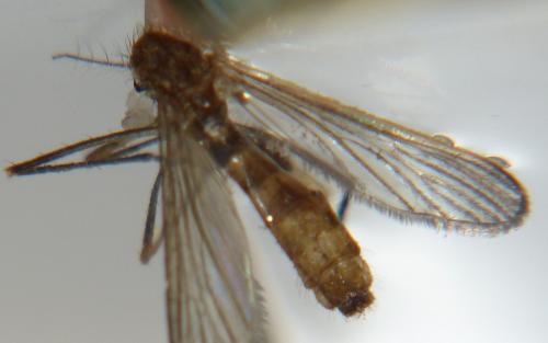 Réf. 280 969 : Culex sp.