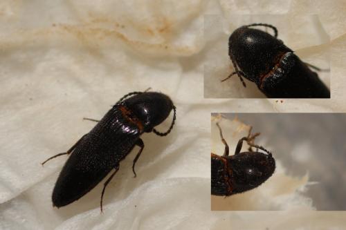 Ampedus nigerrimus