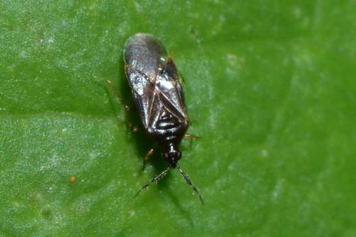 Buchananiella continua