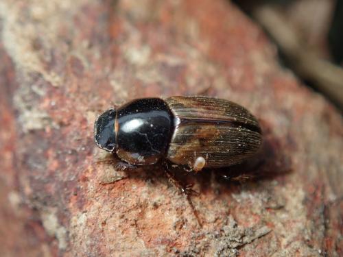 Réf. 280 991 : Melinopterus sp.