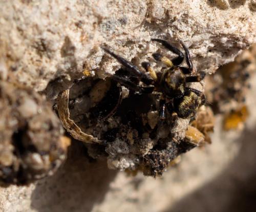 Réf. 280 033 : Pseudeuophrys erratica