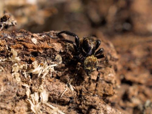 Réf. 280 032 : Pseudeuophrys erratica