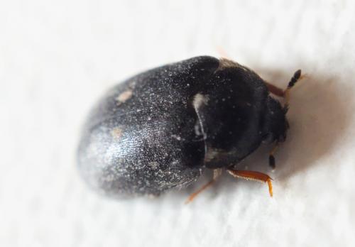 Attagenus pellio
