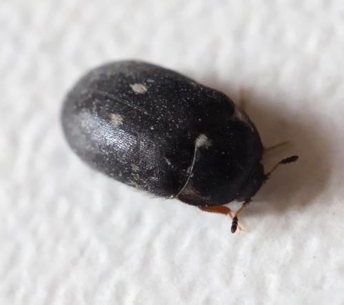 Attagenus pellio