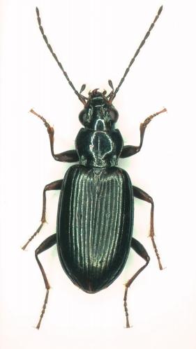 Réf. 280 359 : Bembidion ascendens