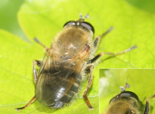 Réf. 280 857 : Criorhina asilica