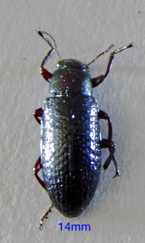 Callismilax sp.