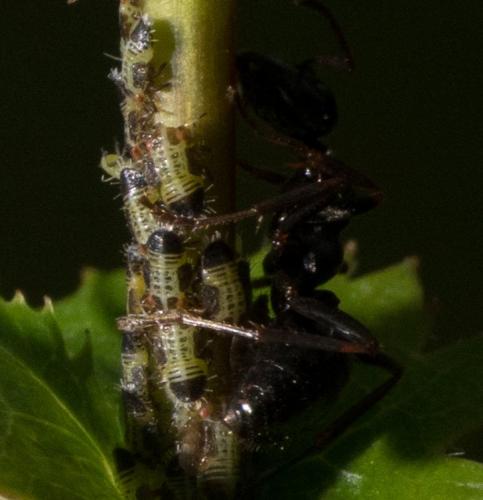 Cacopsylla sp.