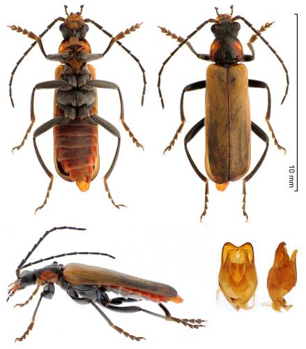 Réf. 280 737 : Cantharis montana