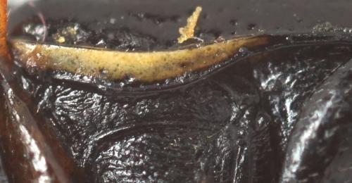 Cryptocephalus flavipes