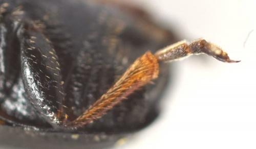 Cryptocephalus flavipes