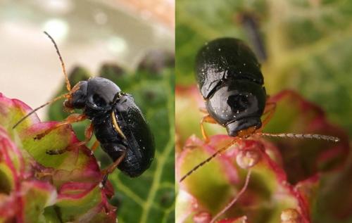 Cryptocephalus flavipes