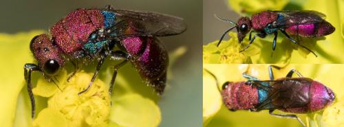 Réf. 280 121 : Chrysura cuprea