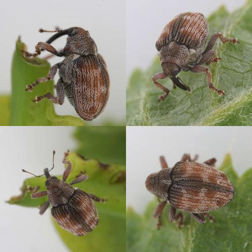 Coeliodes rana