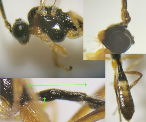 Plectiscidea sp.