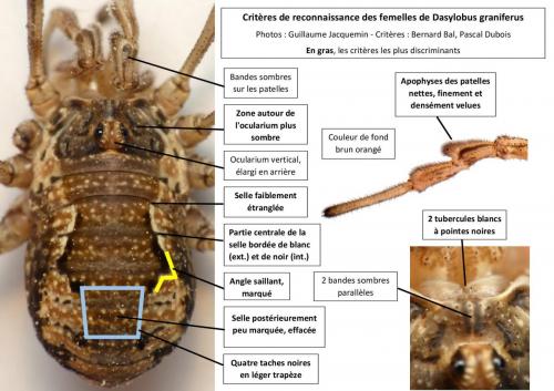 Dasylobus graniferus