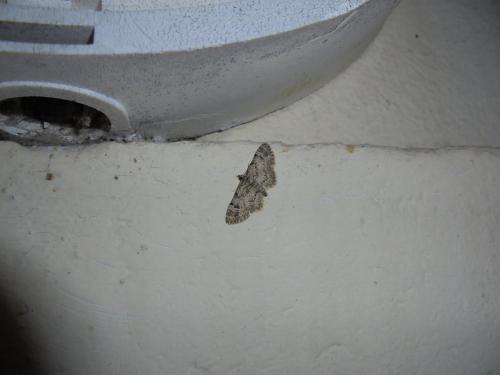 Gymnoscelis rufifasciata