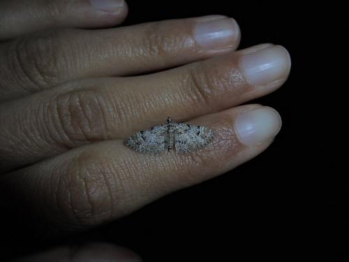 Gymnoscelis rufifasciata