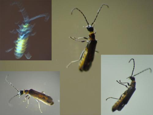 Réf. 280 480 : Malthodes sp.