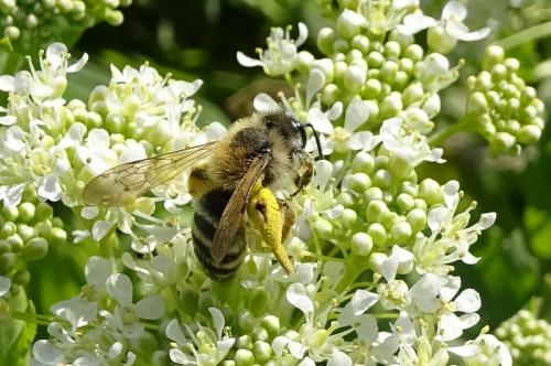 Andrena gravida