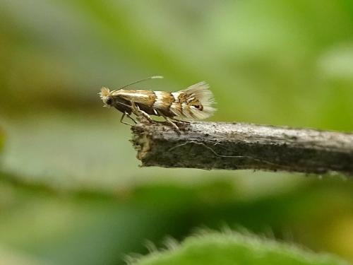 Réf. 280 493 : Phyllonorycter ulmifoliella