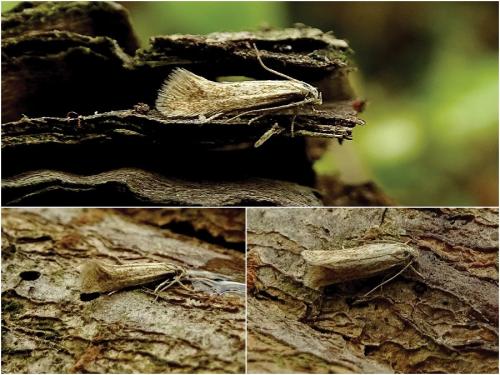 Réf. 280 743 : Elachista rufocinerea