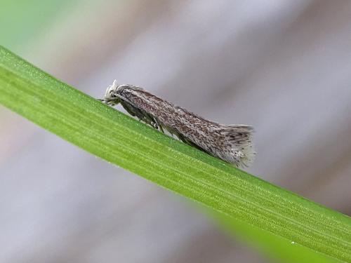 Elachista rufocinerea
