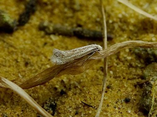 Réf. 280 865 : Elachista rufocinerea