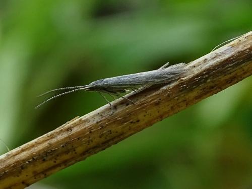 Réf. 280 870 : Coleophora sp.