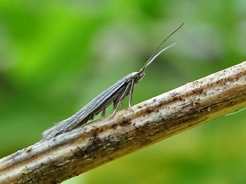 Coleophora sp.