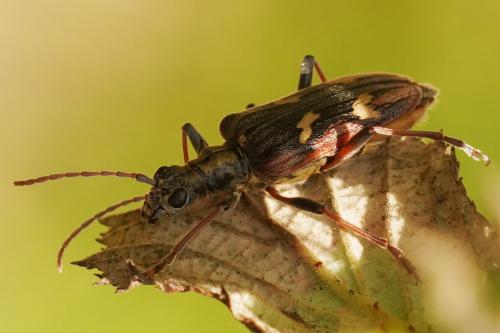 Réf. 280 083 : Rhagium bifasciatum