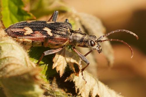 Réf. 280 082 : Rhagium bifasciatum